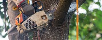 Best Tree Health Inspection  in Eagle Point, AL