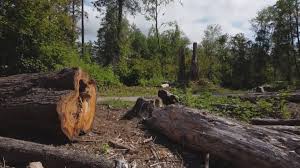 Best Tree Cabling and Bracing  in Eagle Point, AL
