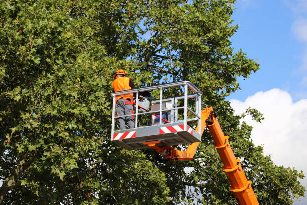 Best Tree Risk Assessment  in Eagle Point, AL