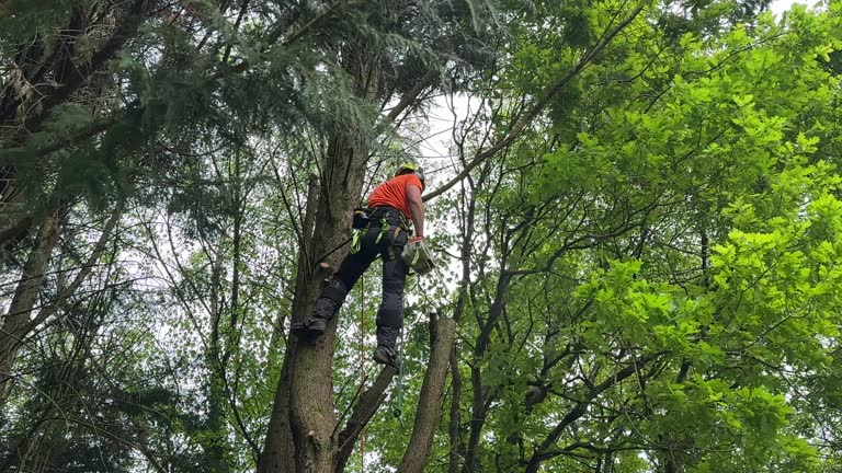 Best Hedge Trimming  in Eagle Point, AL