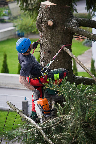Best Tree and Shrub Care  in Eagle Point, AL
