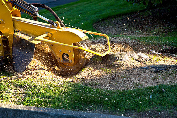 Best Commercial Tree Services  in Eagle Point, AL