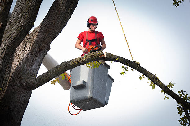 Best Utility Line Clearance  in Eagle Point, AL