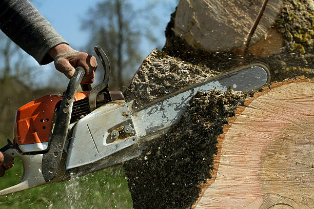 Best Tree Maintenance Programs  in Eagle Point, AL