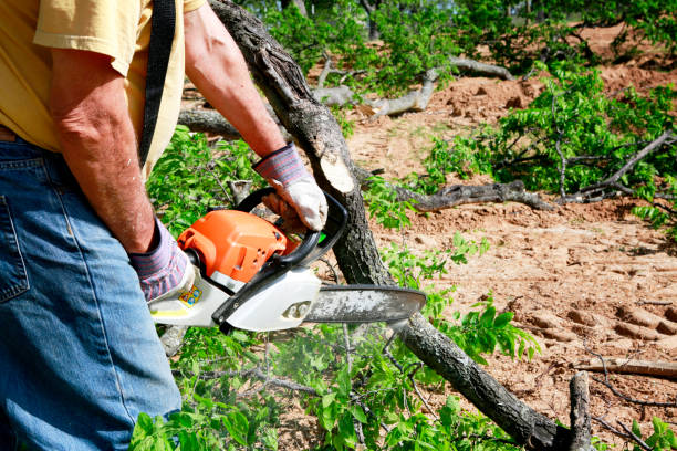Best Lawn Maintenance Plans  in Eagle Point, AL